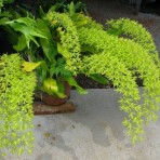 Grammatophyllum scriptum var citrinum